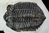 Coltraneia Trilobite Fossil - Huge Faceted Eyes #108490-2